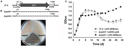 Halolysin SptA, a Serine Protease, Contributes to Growth-Phase Transition of Haloarchaeon Natrinema sp. J7-2, and Its Expression Involves Cooperative Action of Multiple Cis-Regulatory Elements